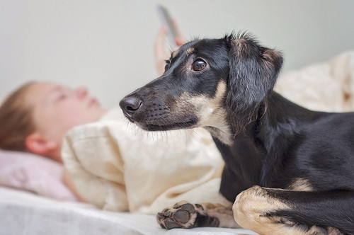 どんな意味があるの?何かを「じっと見つめる」犬の行動