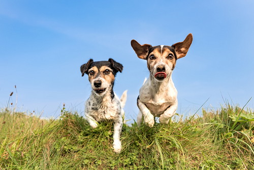 うるうるし過ぎは要注意!? 犬の「涙やけ」の原因&対策について解説