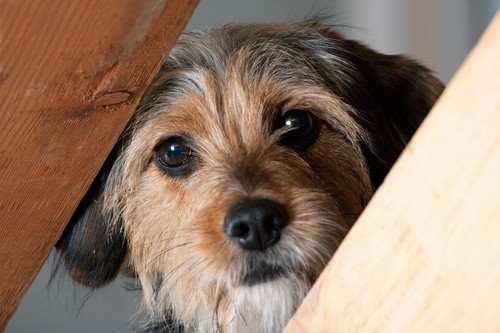 犬の飼い主なら覚えておきたい!「ドッグラン」の基本ルール&マナー