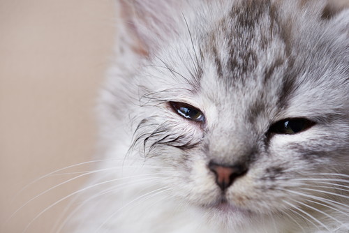 人間だけじゃない!? 猫にも見られる「花粉症」について