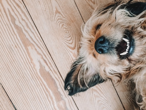 なんでペロペロするの?犬の「舐める」行動について獣医師が解説
