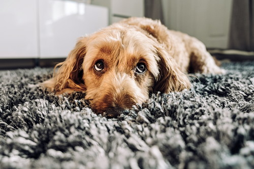 うるうるし過ぎは要注意!? 犬の「涙やけ」の原因&対策について解説