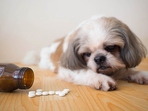 なんで飲んでくれないの?犬への「投薬」が上手くいかない理由と対策