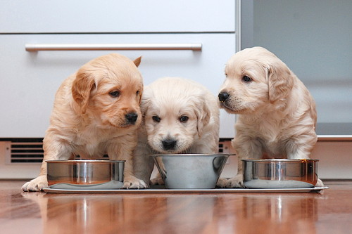 犬も風邪をひく!? 注意したい「呼吸器の疾患」について