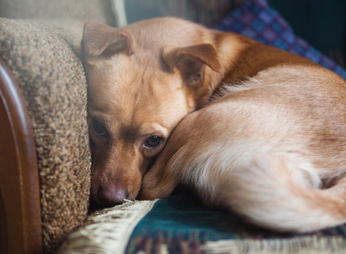 ドッグトレーナーが教える!「遊び下手な犬」気になる原因&実践したい対処法