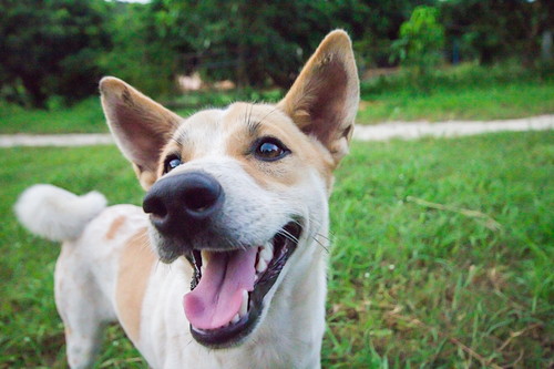 どんな意味があるの?何かを「じっと見つめる」犬の行動