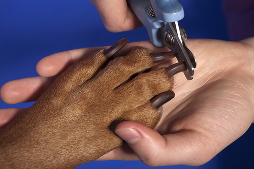 3つのグッズで犬の「爪切り」に挑戦!使い方や注意点も要チェック