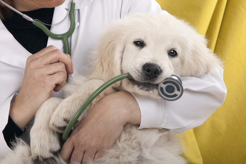 犬の永久歯はいつから生えるの?「歯の抜け替わり時期」適切なケア方法