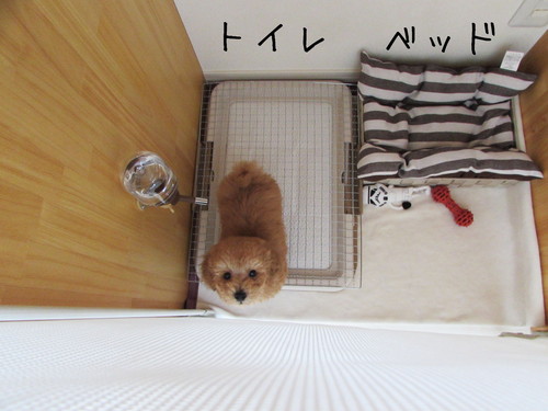 意外な場所が犬のトイレに!? ペットとスッキリ暮らすための「部屋づくり」