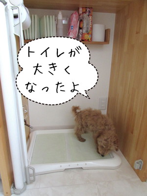 意外な場所が犬のトイレに!? ペットとスッキリ暮らすための「部屋づくり」