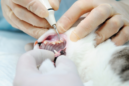 猫に歯磨きって必要?歯磨きを嫌がるときは?猫のため上手な歯磨きの方法を知ろう!