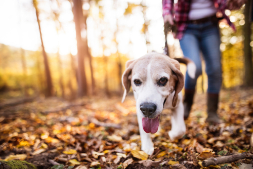 犬の目がくっついた…？目が開かなくなったときに考えられる原因5つ