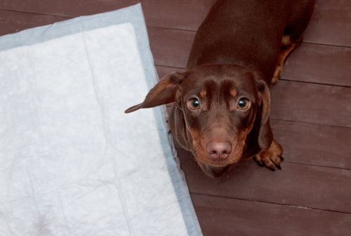 成犬のお悩み3位トイレ問題、2位無駄吠え、1位は…?よくある成犬のしつけお悩みトップ3