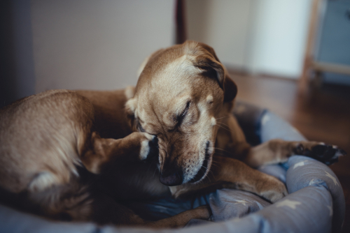 犬の皮膚病の原因は紫外線と◯◯…!家庭でできる簡単ケアをご紹介