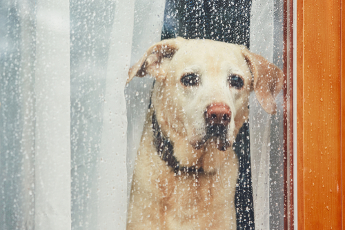 犬って泣くの？「涙」を流す理由と悲しんでいるときにする行動