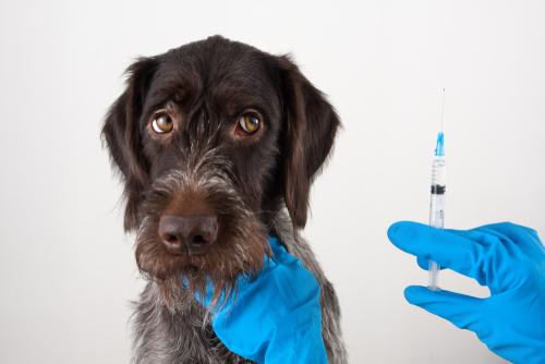 子犬は特に注意!犬も風邪を引く…ケンネルコフ(犬伝染性気管気管支炎)は人にもうつるの?