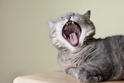 意外に気づいていないかも?猫の口内炎に早めに気づくためのポイント