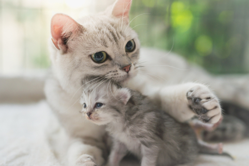 子猫の譲渡は生後◯ヶ月になってから!猫の子どもを引き渡しするときの注意点