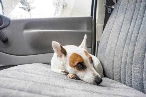 吐く、吠える、震える…犬の車嫌いは治る?犬が車を苦手な理由とその克服方法