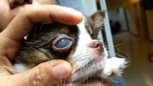 犬の「視力」はどうやって調べるの?視力低下のサインと家庭で試したいセルフチェック