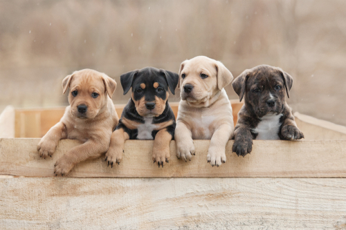 最初が肝心!愛犬のお散歩デビューを成功に導く方法