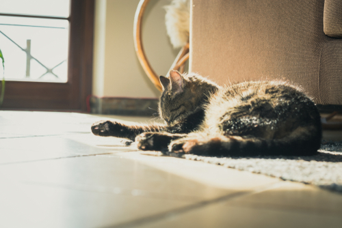 猫って暑くないの?暑さに対する「仕草」と対策を獣医師が解説!