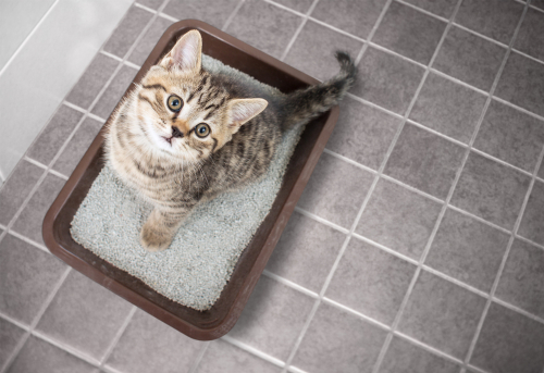 子猫の譲渡は生後◯ヶ月になってから!猫の子どもを引き渡しするときの注意点