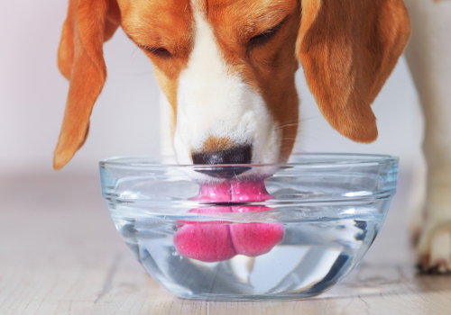 うちの子、水飲みすぎ?犬猫が1日に必要な飲水量と脱水症について