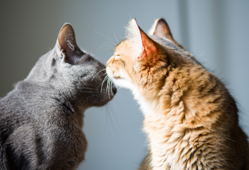 猫がナデナデされて嬉しいときは?撫でられているときの猫の気持ちを行動学目線で解説