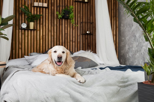 一人暮らしでも犬を飼える?抑えておきたいポイント&注意点