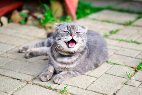 季節の変わり目の体調管理!犬猫が秋に気をつけたい室温管理と花粉症について