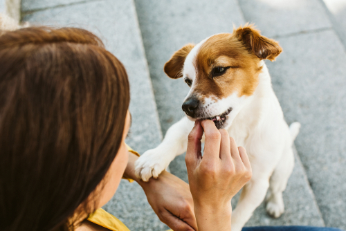 最初に覚えさせたいしつけナンバーワン!犬と「アイコンタクト」を取るときのポイント