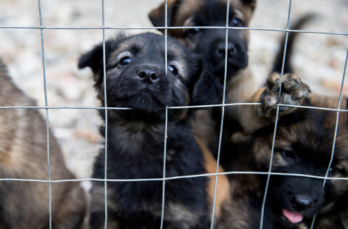 里親になるには?保護犬・保護猫の幸せのために私たちができること~前編~