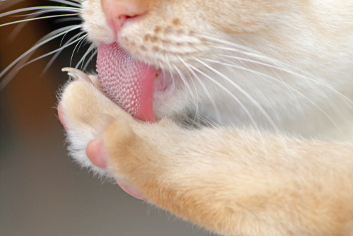 猫のザラザラ舌のひみつ!舐めることから発展する行動学的疾患を獣医師が解説