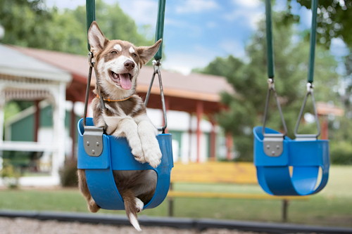 遊具で遊ぶ犬の写真