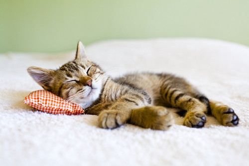 かわいいけどこんな時は危険!? 猫が「寝言」を言う理由と注意すべきこと