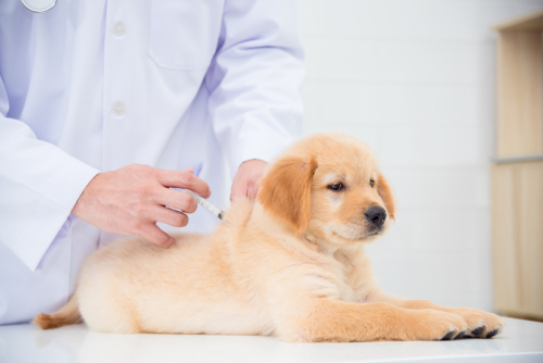 成犬になるまでワクチン未接種…どうしたら?犬のワクチンに関する正しい知識