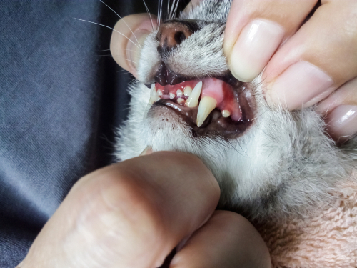 猫に歯磨きって必要?歯磨きを嫌がるときは?猫のため上手な歯磨きの方法を知ろう!