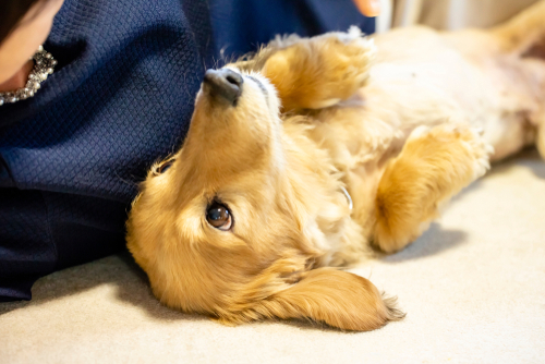 愛犬の「大好き!」サインに気づいていますか?犬が愛情表現をしているときのしぐさや行動