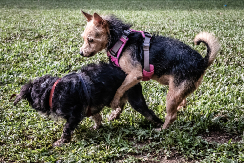 上に立ちたいからではない！犬の「マウンティング」の意味と正しい止めさせ方