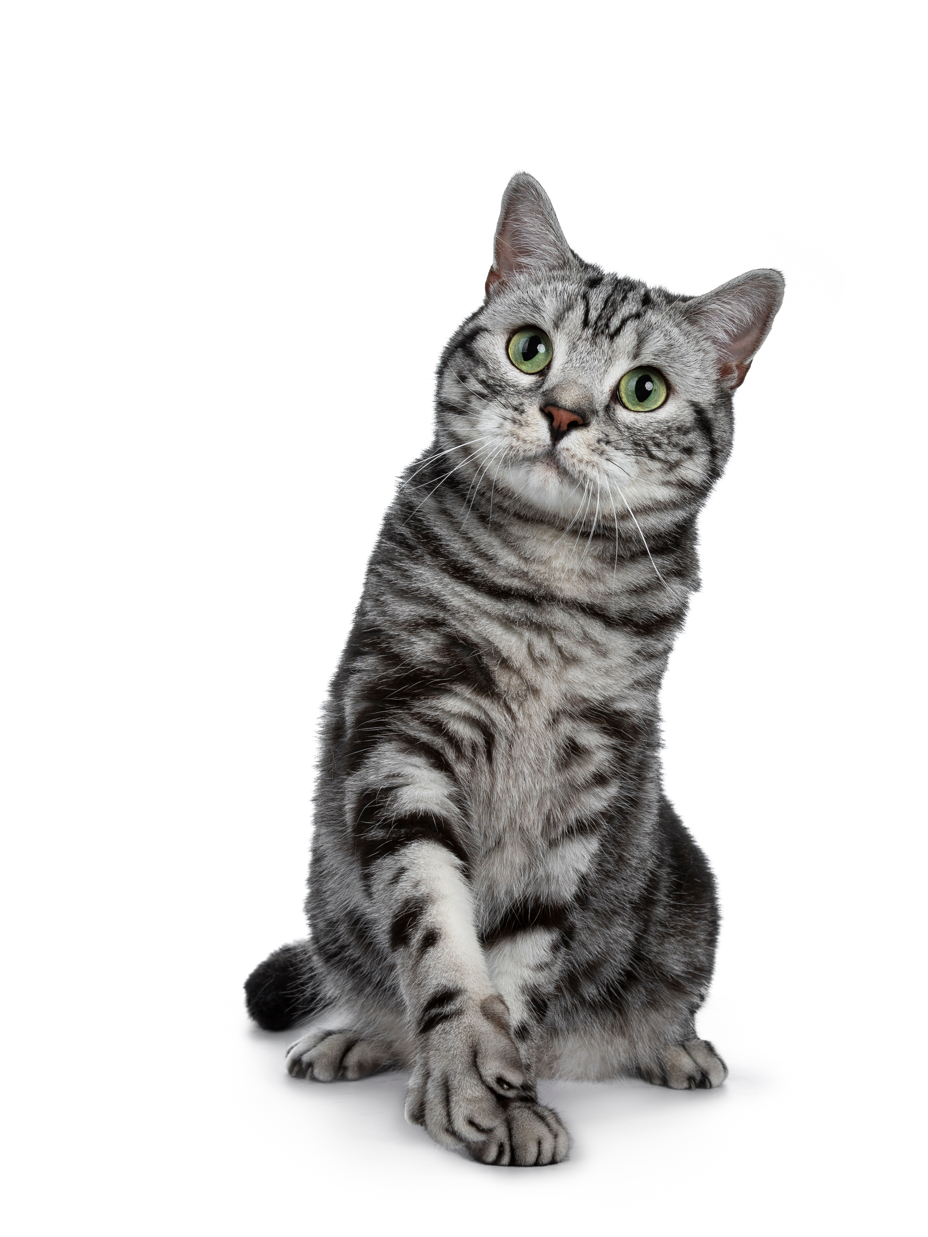 三毛猫は幸福をもたらすって本当?猫の柄はこうして決まる!遺伝子の仕組みを解説