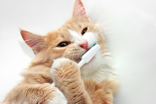 愛猫の年齢は人でいうと何歳?猫の年齢を見分ける方法