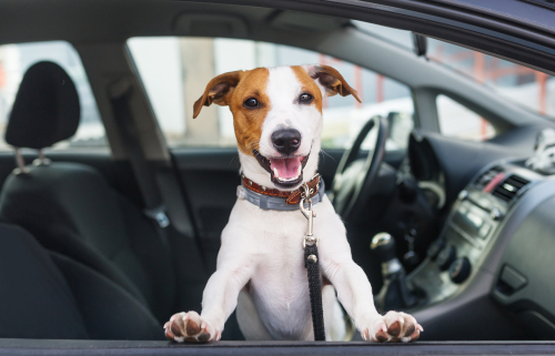 冬の旅行「同行」と「留守番」では何が必要？旅行前に準備しておきたい犬の持ち物リスト