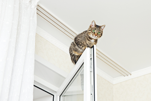 「降りられにゃい!」猫が高所から降りられなくなった場合の対処法と家庭での対策