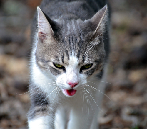 猫って暑くないの?暑さに対する「仕草」と対策を獣医師が解説!