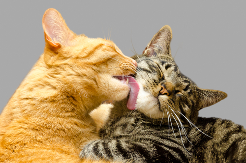 猫のザラザラ舌のひみつ!舐めることから発展する行動学的疾患を獣医師が解説