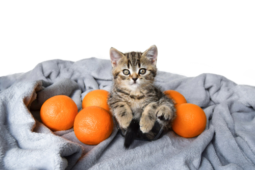 なぜ危険?猫にみかんを与えてはいけない理由と家庭で注意してあげたいこと