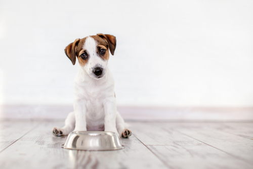子犬の飼い主さん必読!行動学から見た犬の「離乳食」で大切なこと