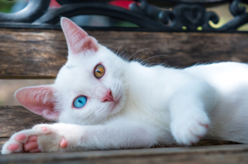 神秘的…だけど病気になりやすいって本当?猫の「オッドアイ」の特徴と猫の目の色について