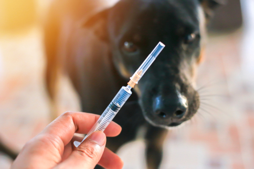 シニア犬になったら気をつけることは?シニア犬の特徴やケアを紹介